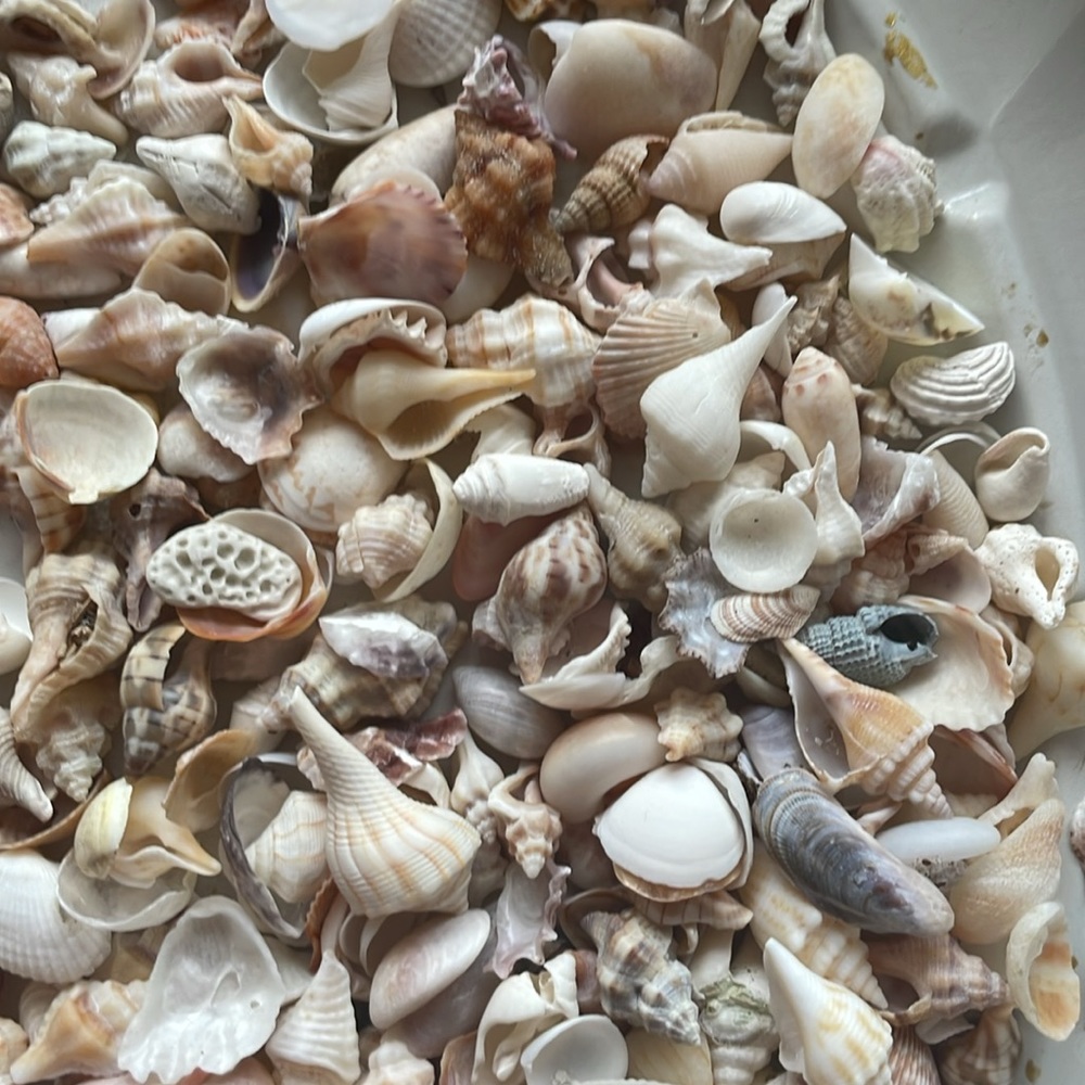 Shells - Picture 3 of 5